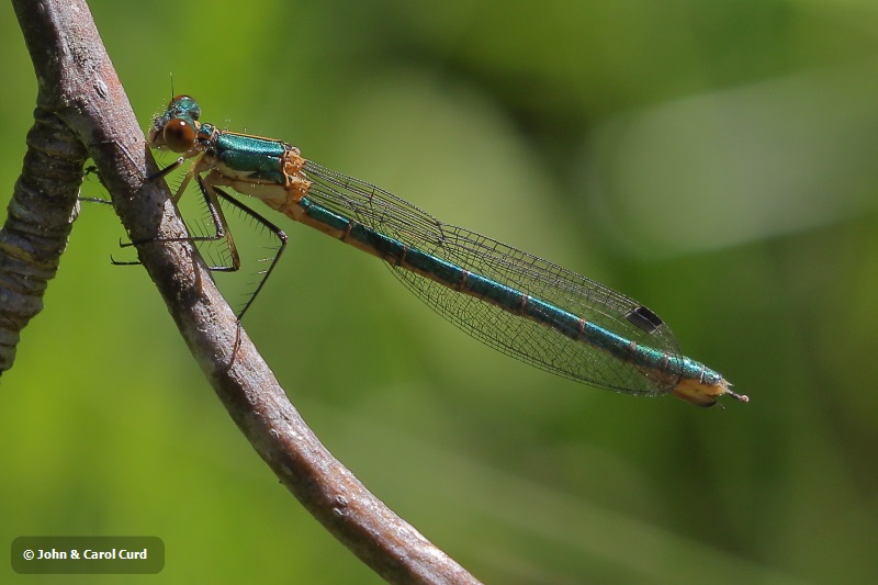 J18_1233 Lestes dryas female.JPG